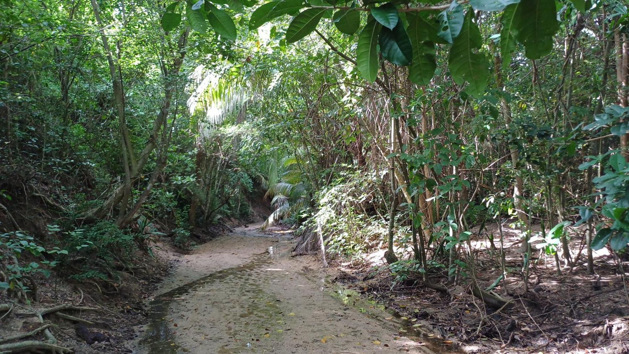 Rooster Run Glamping Camping Has Rooftop And Off The Ground Glamping Experience For 1 To 16 In A Single Tent And Views Of The Rain Forrest And To Culebra Across The Atlantic Ocean W Tents, Linens, Deluxe Air Beds, Warm Shower And More At A Great Pric Vieques Esterno foto