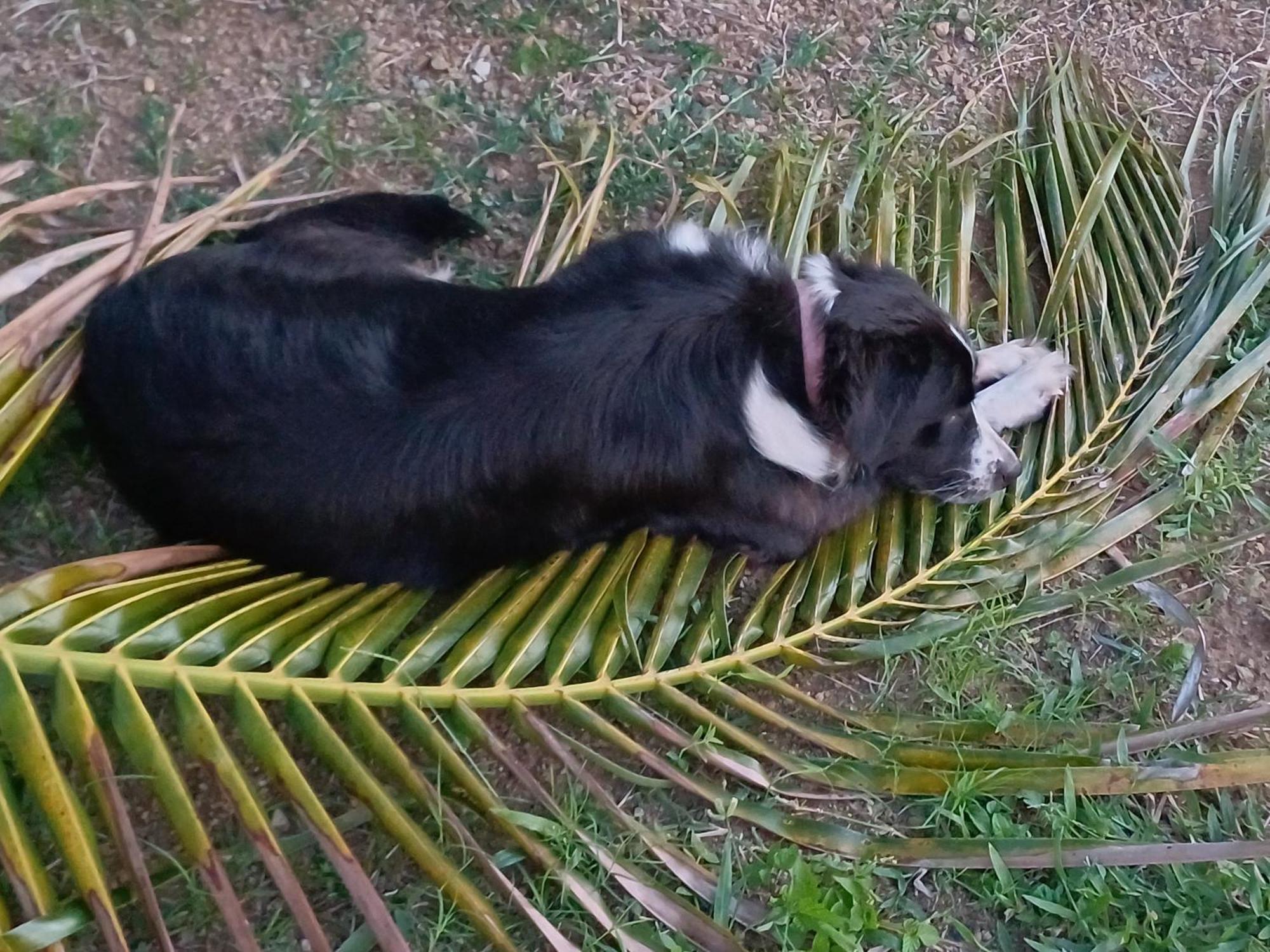 Rooster Run Glamping Camping Has Rooftop And Off The Ground Glamping Experience For 1 To 16 In A Single Tent And Views Of The Rain Forrest And To Culebra Across The Atlantic Ocean W Tents, Linens, Deluxe Air Beds, Warm Shower And More At A Great Pric Vieques Esterno foto