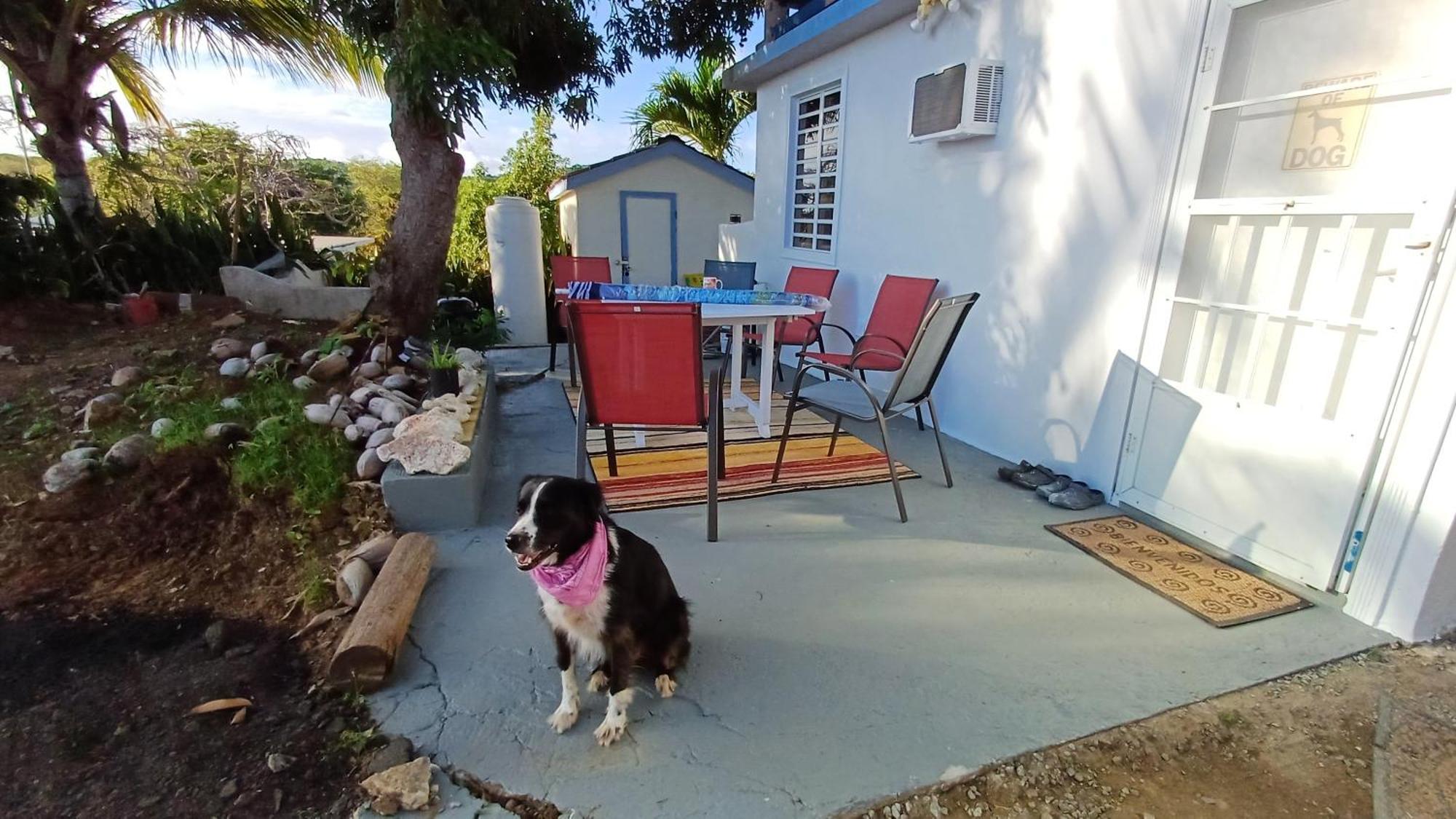 Rooster Run Glamping Camping Has Rooftop And Off The Ground Glamping Experience For 1 To 16 In A Single Tent And Views Of The Rain Forrest And To Culebra Across The Atlantic Ocean W Tents, Linens, Deluxe Air Beds, Warm Shower And More At A Great Pric Vieques Esterno foto