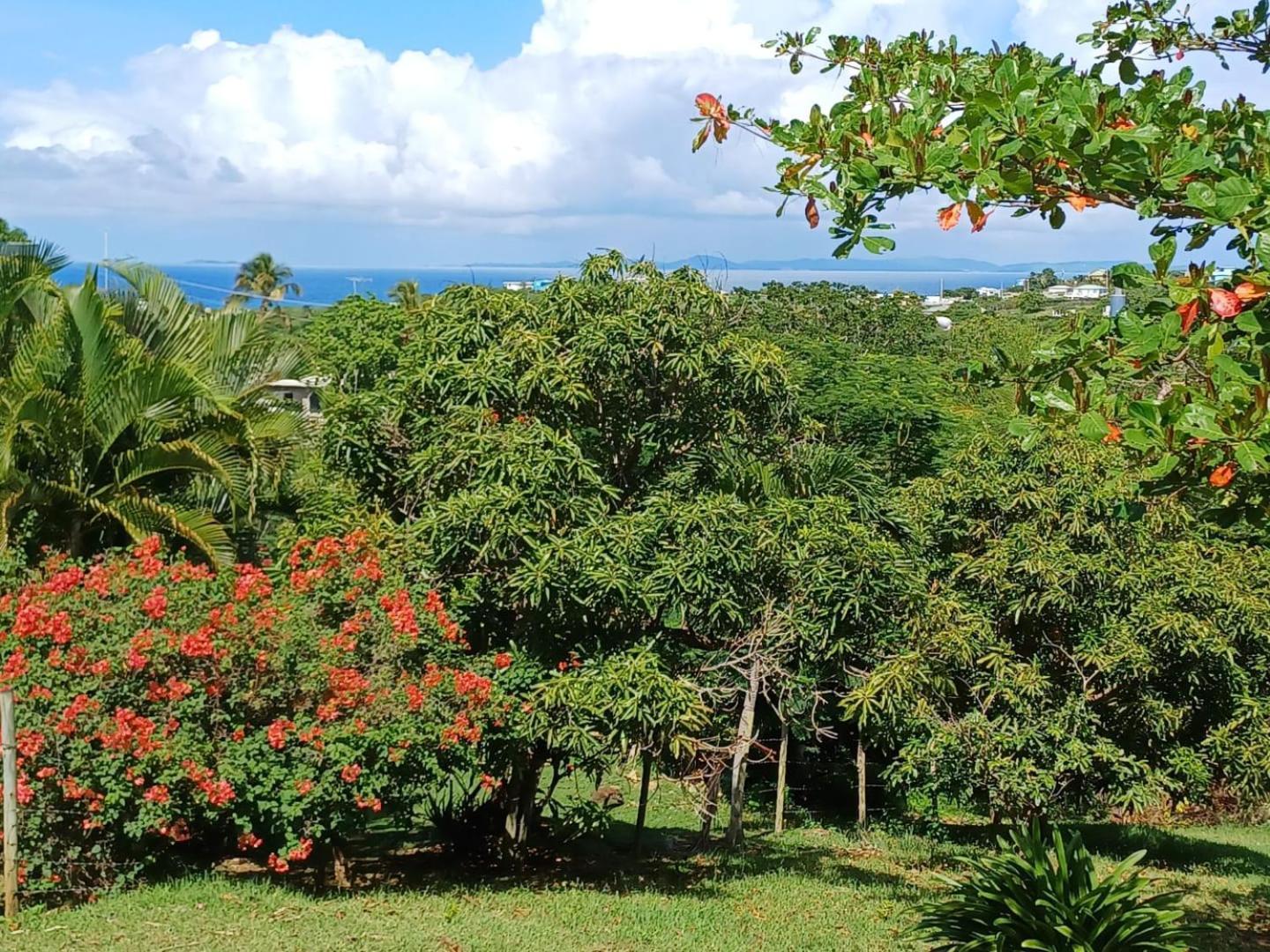 Rooster Run Glamping Camping Has Rooftop And Off The Ground Glamping Experience For 1 To 16 In A Single Tent And Views Of The Rain Forrest And To Culebra Across The Atlantic Ocean W Tents, Linens, Deluxe Air Beds, Warm Shower And More At A Great Pric Vieques Esterno foto